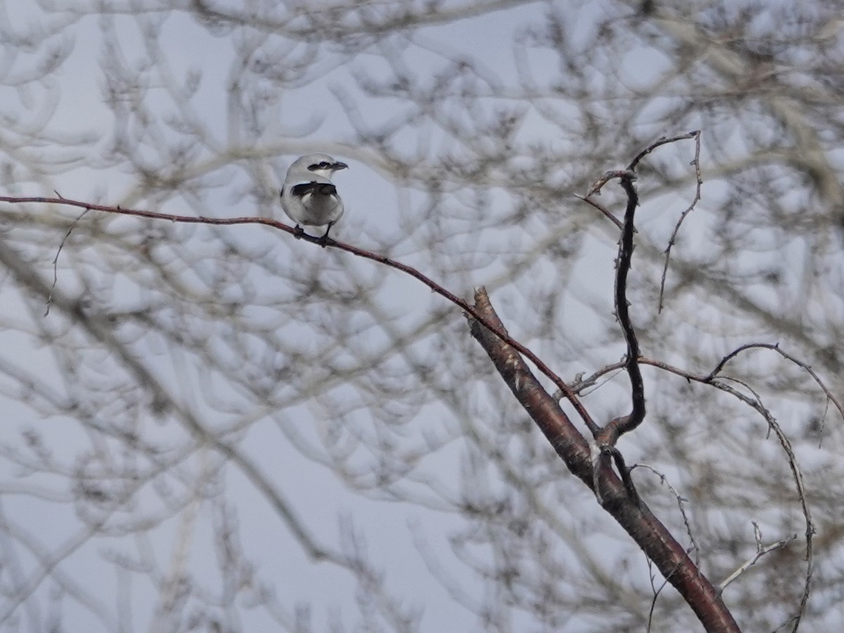 Northern Shrike - ML432421491
