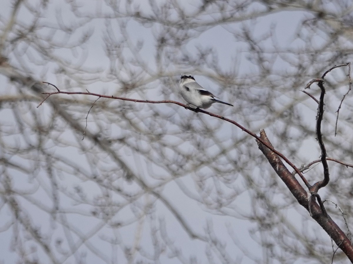 Northern Shrike - ML432421641