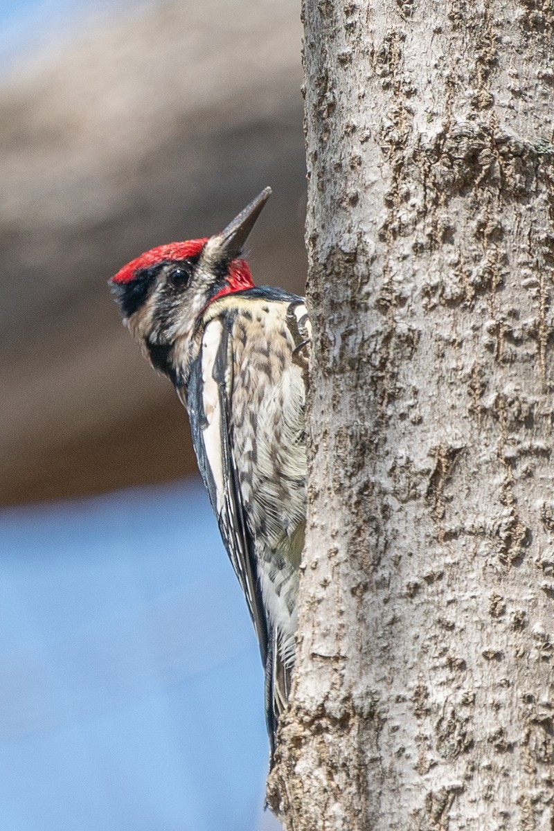 Yellow-bellied Sapsucker - ML432422911