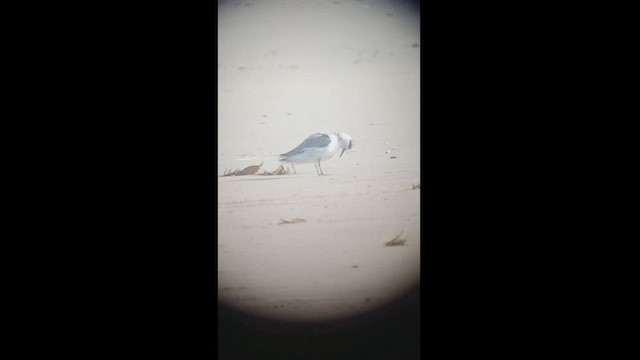 Red Phalarope - ML432422961