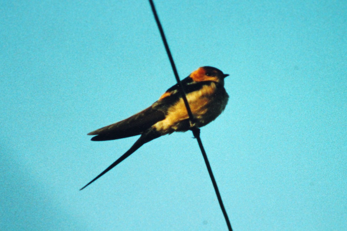 European Red-rumped Swallow - ML43242411