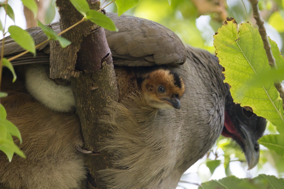 Rufous-vented Chachalaca - ML432424151