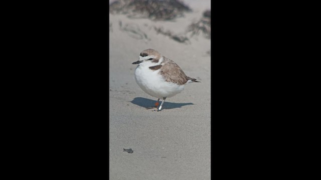 Snowy Plover - ML432424261