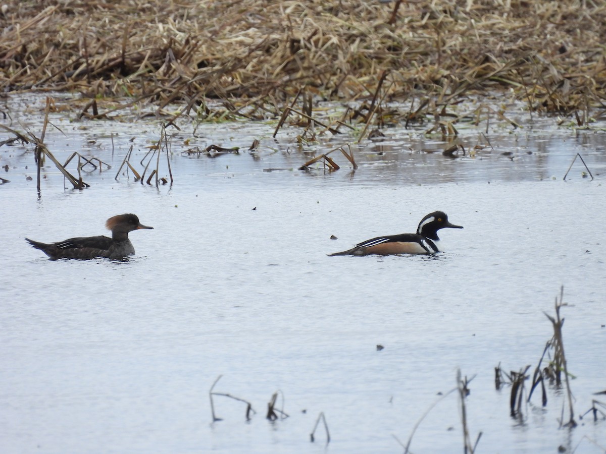 Hooded Merganser - ML432424891