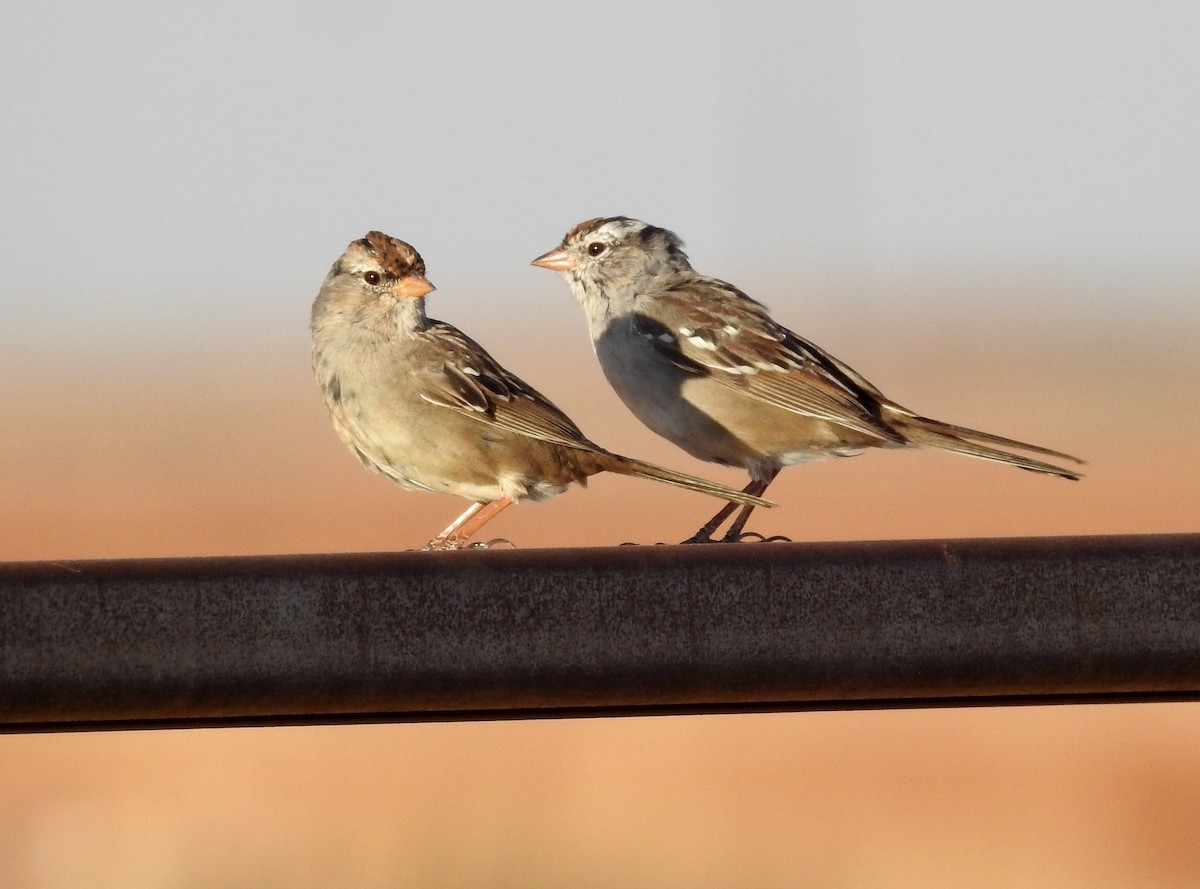 White-crowned Sparrow - Barb Stone