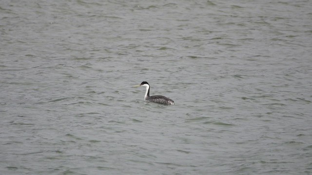 Western Grebe - ML432426421