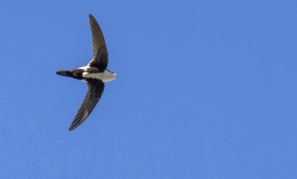 White-throated Swift - ML432426511