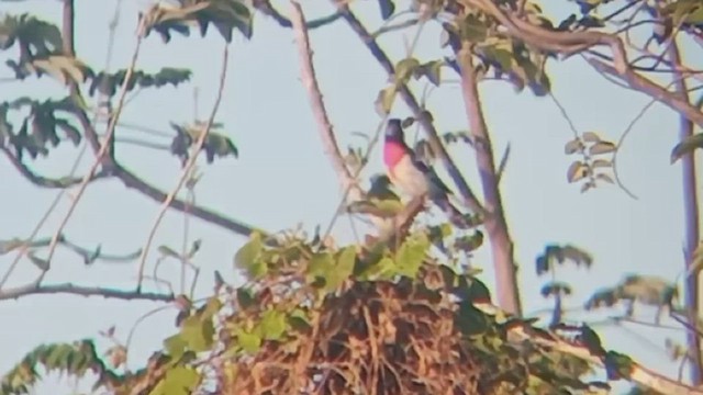 Rose-breasted Grosbeak - ML432426601