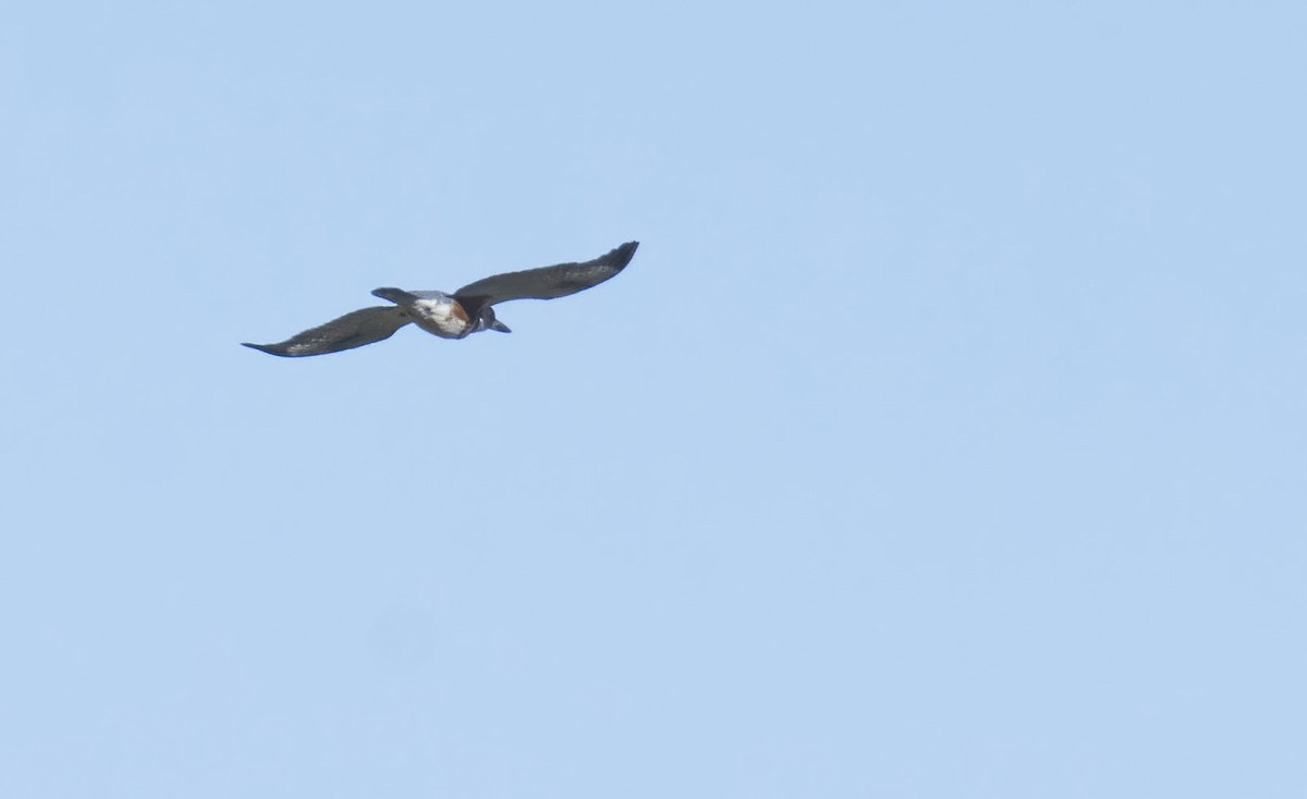 Belted Kingfisher - ML432426691