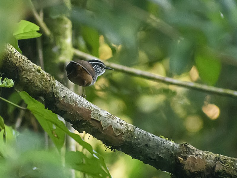 Gray-breasted Wood-Wren (Central American) - ML432426751