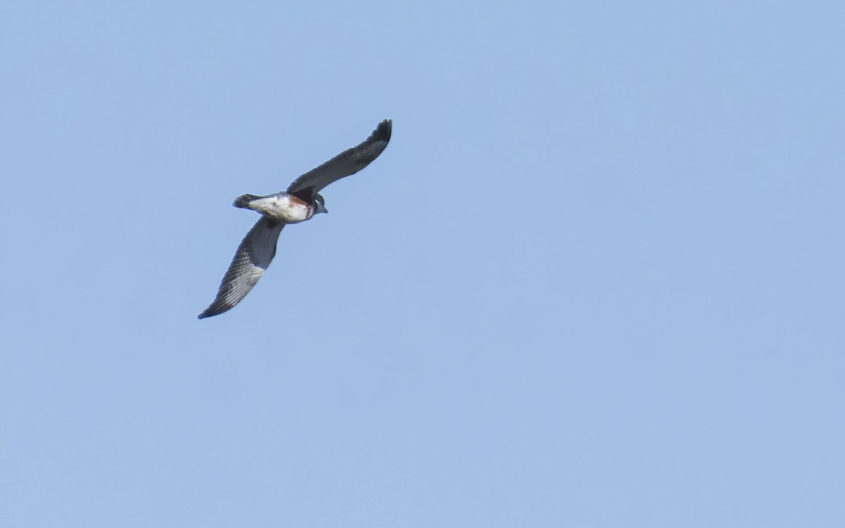 Belted Kingfisher - ML432426761