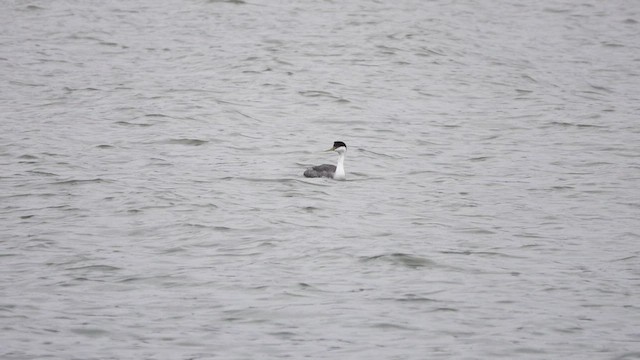 Western Grebe - ML432427181