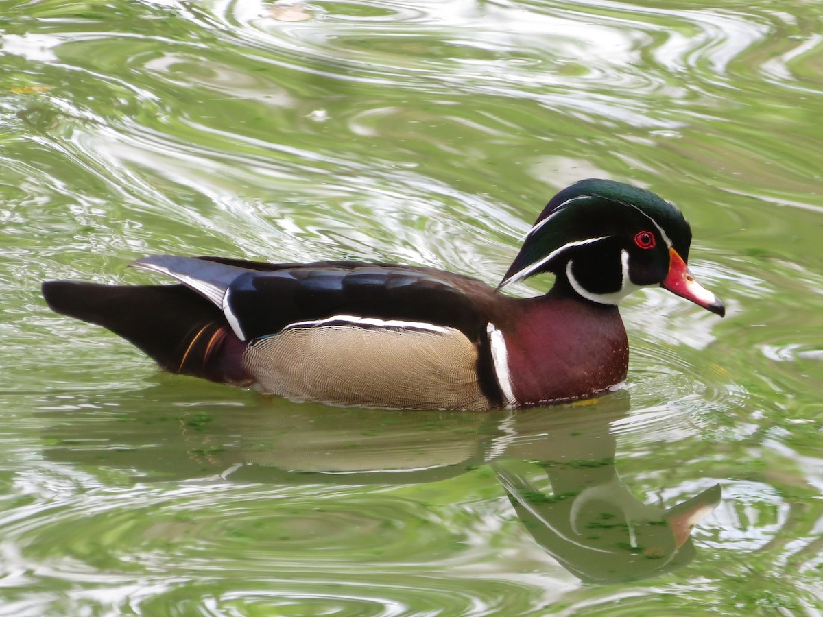 Wood Duck - ML432427251