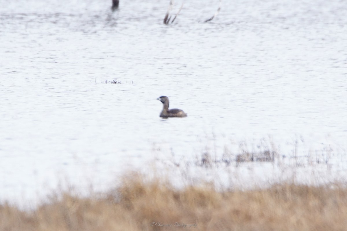 Pied-billed Grebe - ML432429251