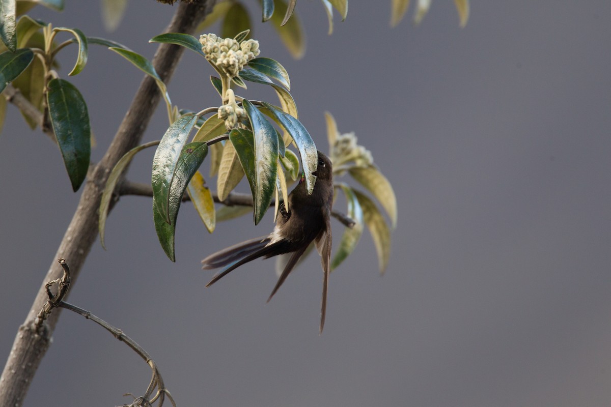 Blue-mantled Thornbill - ML43243011