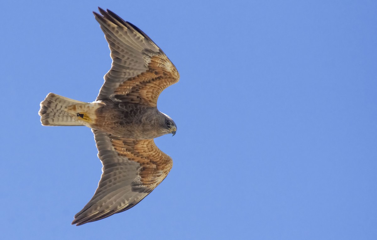 Swainson's Hawk - Marky Mutchler