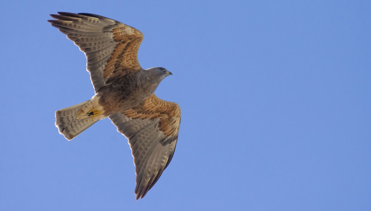 Swainson's Hawk - ML432430361