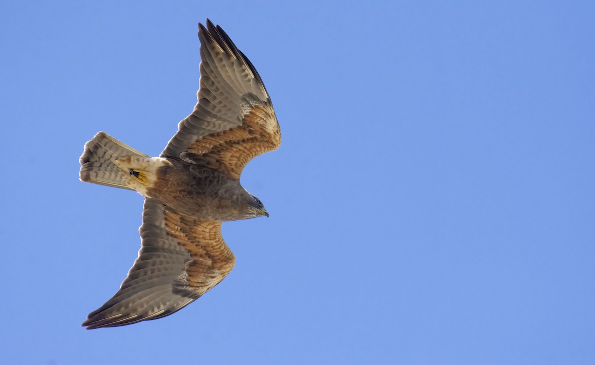 Swainson's Hawk - ML432430431