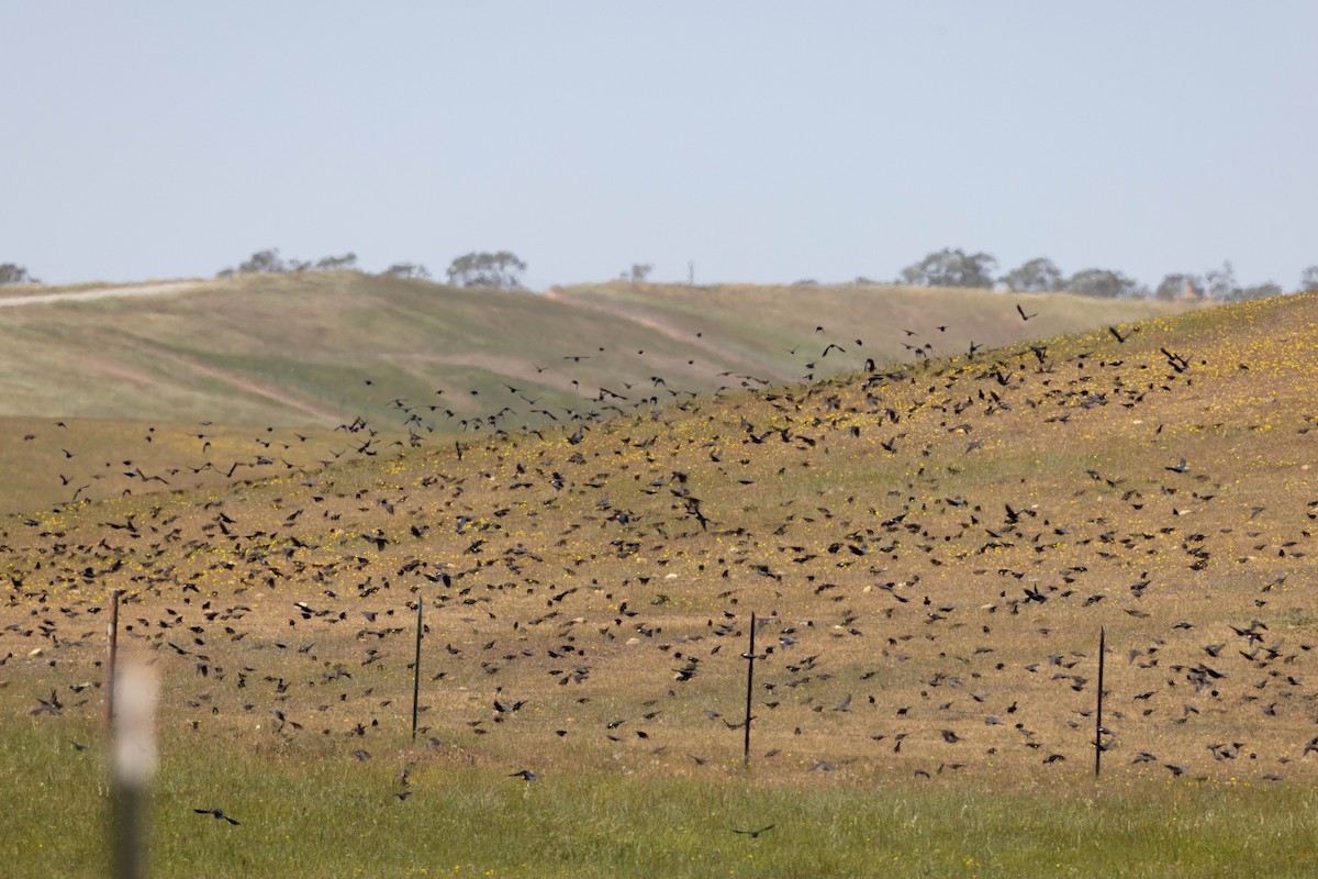 Red-winged Blackbird - ML432431371