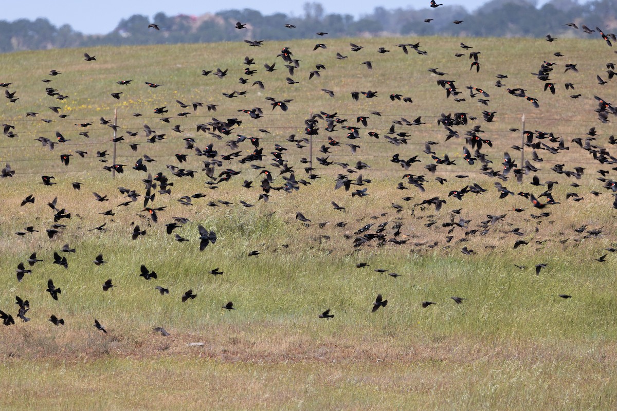 Tricolored Blackbird - ML432431441