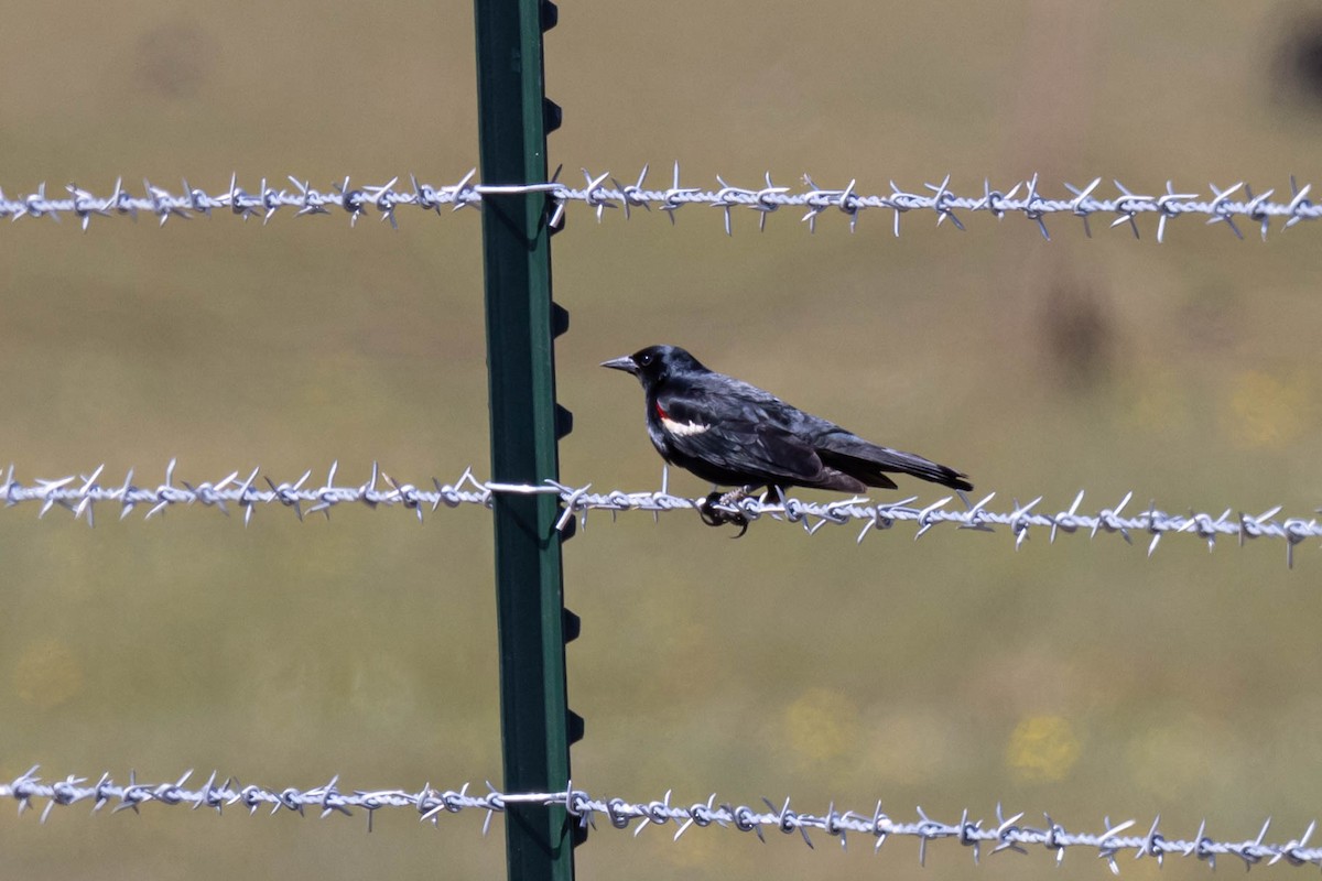 Tricolored Blackbird - ML432431461