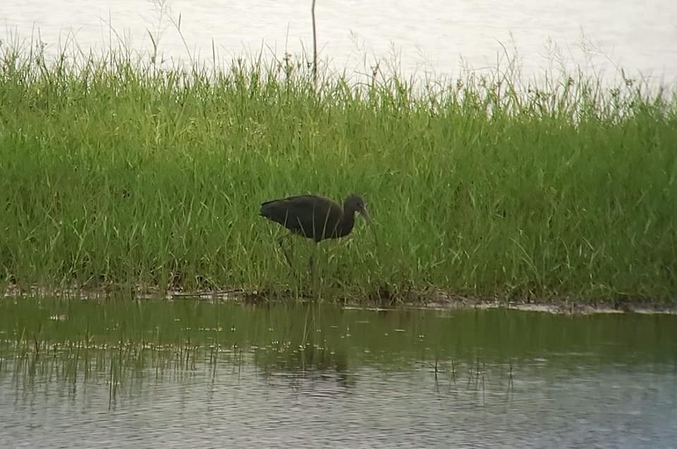 Glossy Ibis - ML432431541