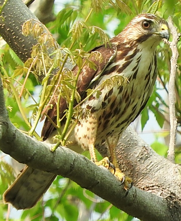 Broad-winged Hawk - ML432431721