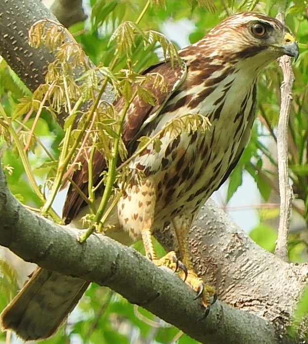 Broad-winged Hawk - Mark Meunier