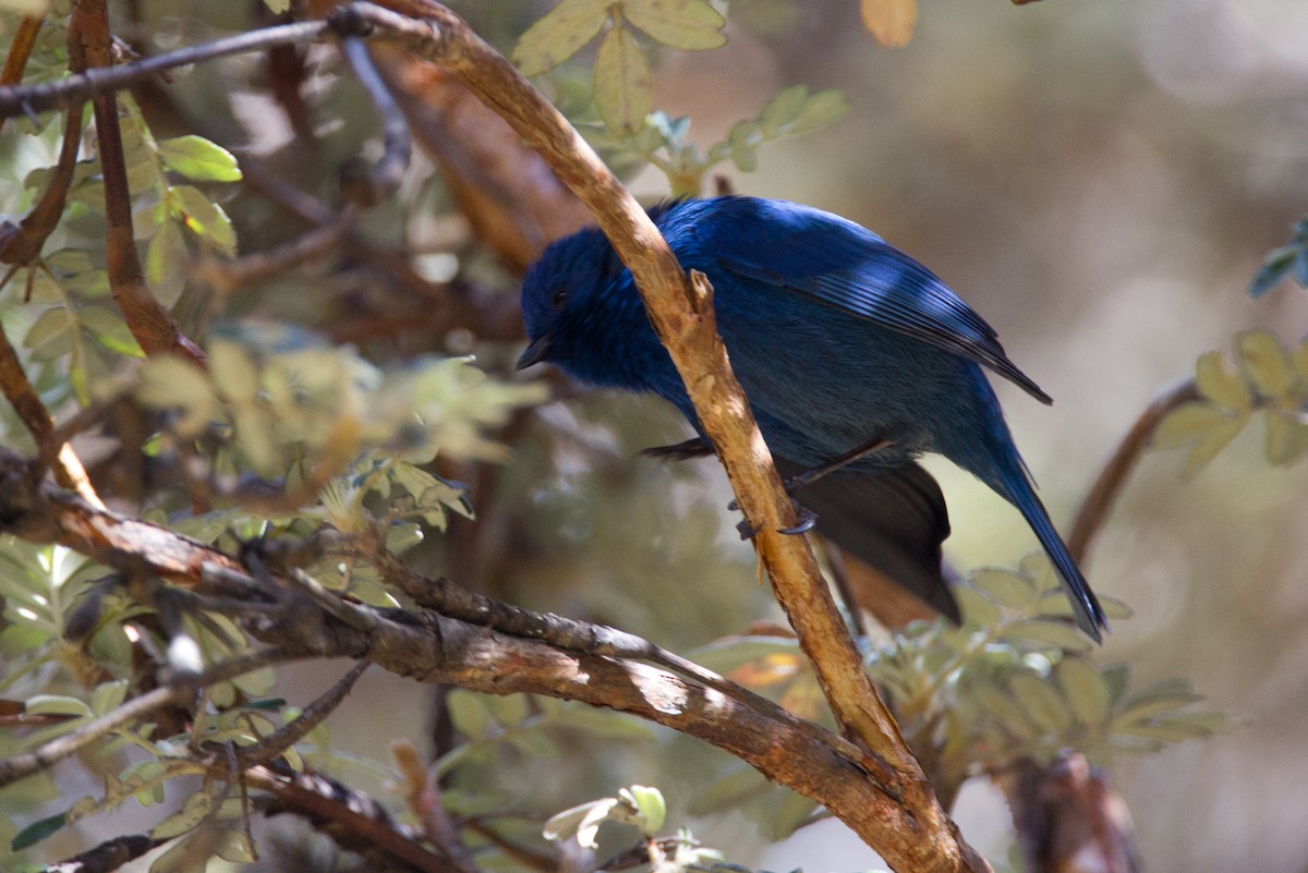 Tit-like Dacnis - Chris Wood