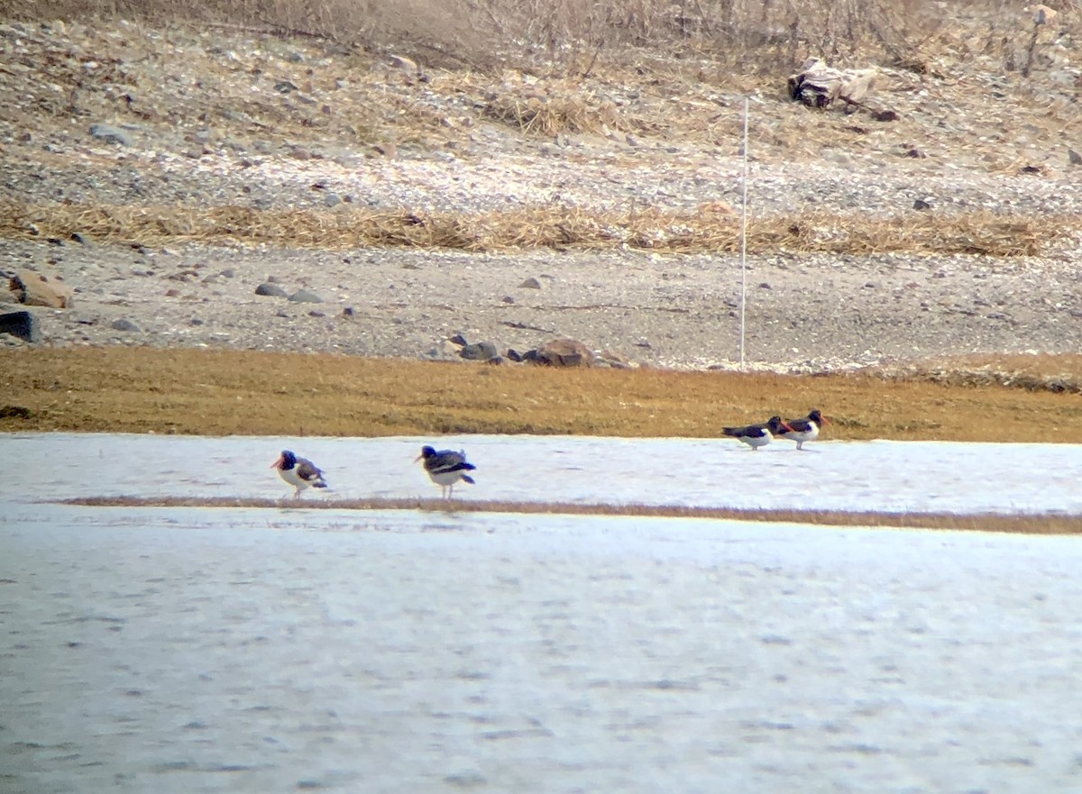 Американский кулик-сорока - ML432433591