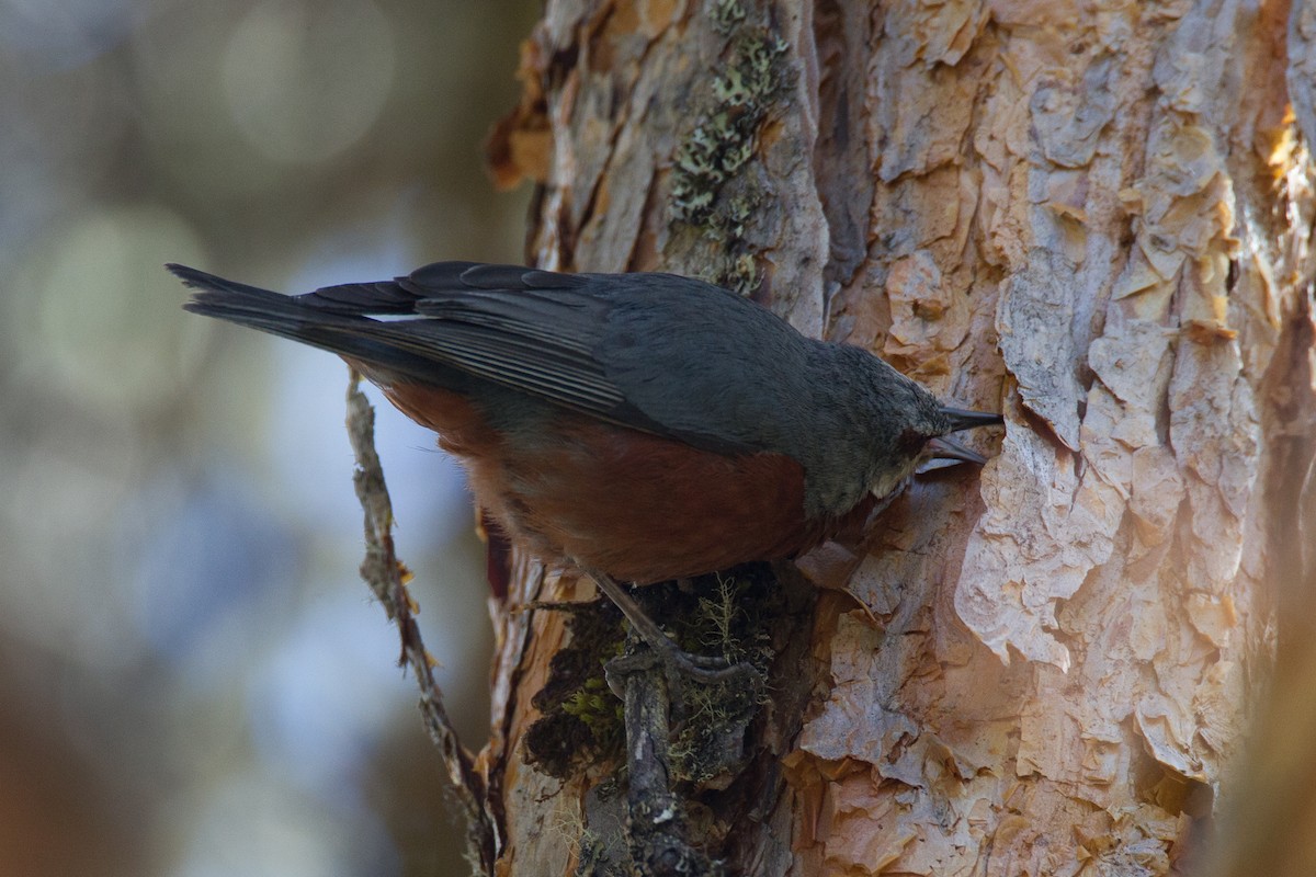 Giant Conebill - ML43243361