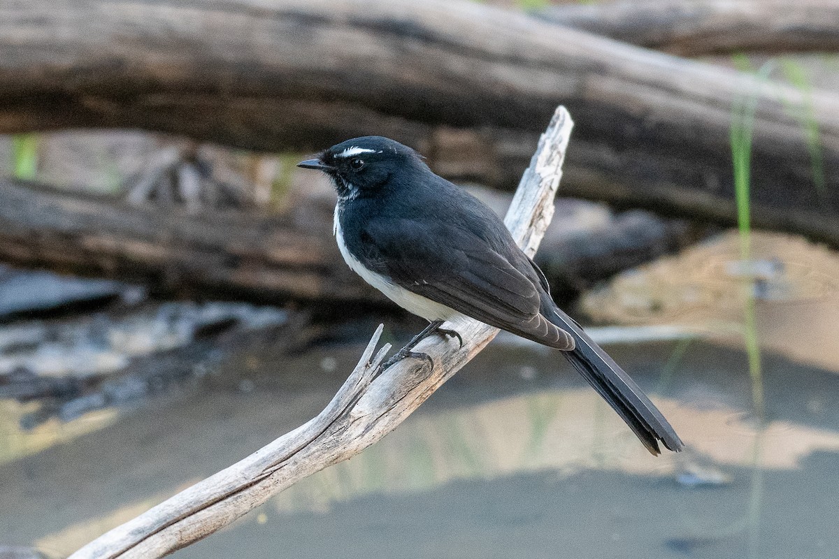 gallaviftestjert - ML432433741