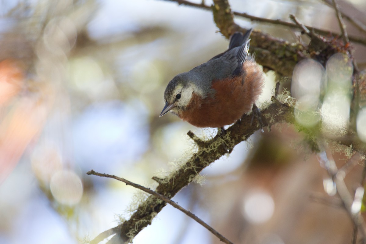 Giant Conebill - ML43243381