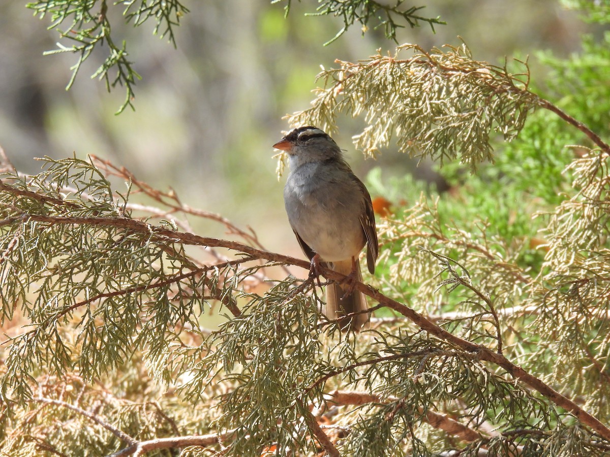 White-crowned Sparrow - ML432433981