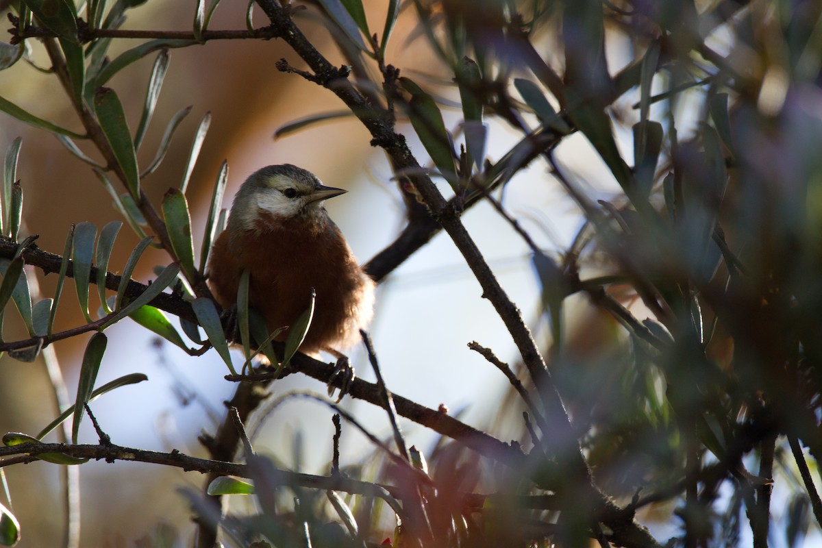 Giant Conebill - ML43243441