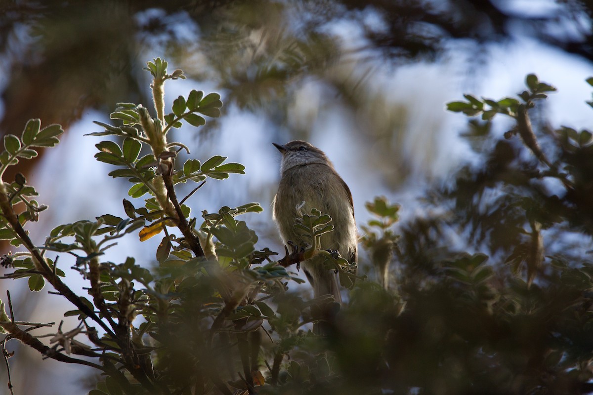 White-throated Tyrannulet - ML43243531