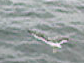 Western Gull - ML432435421