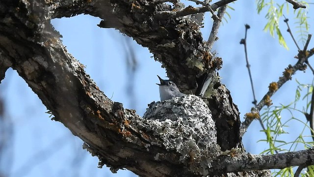 Blue-gray Gnatcatcher - ML432435901