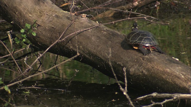 Painted Turtle - ML432436