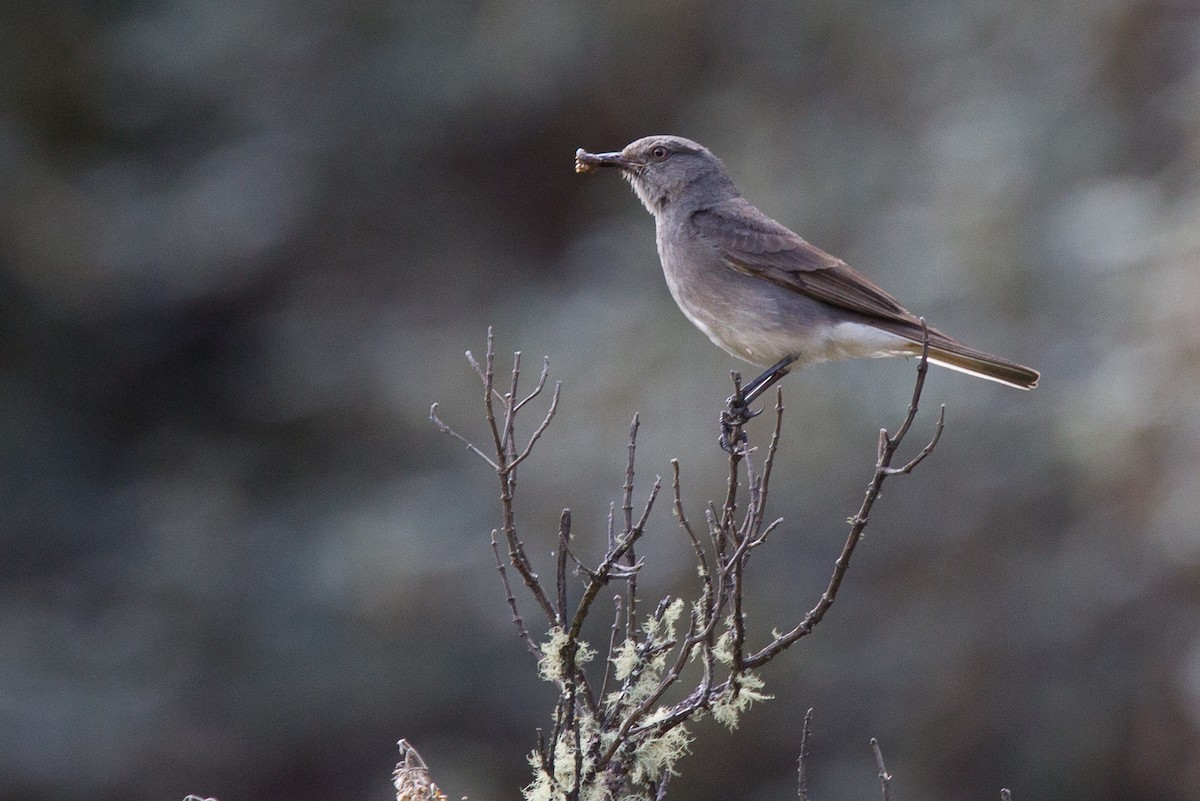 Rufous-webbed Bush-Tyrant - Chris Wood