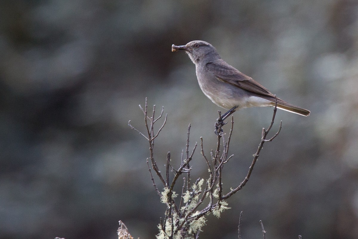 Rufous-webbed Bush-Tyrant - ML43243891