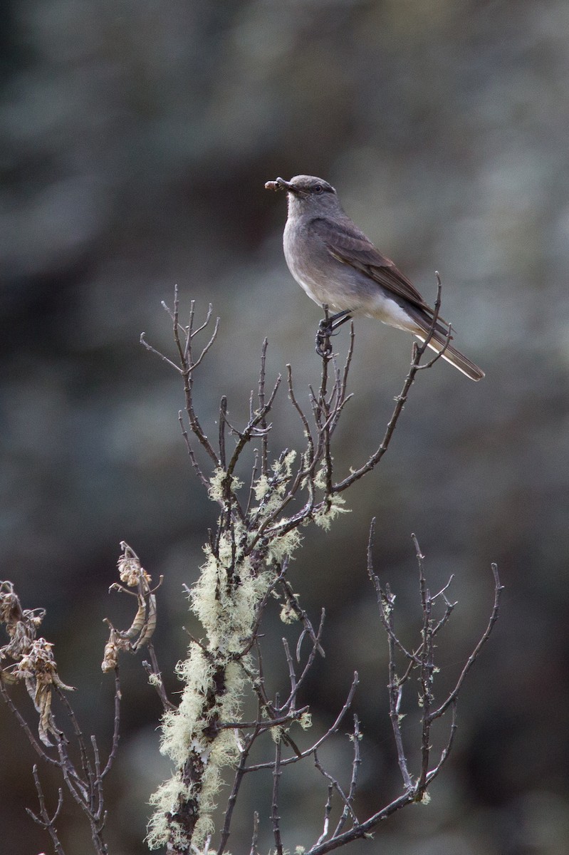 Rufous-webbed Bush-Tyrant - Chris Wood