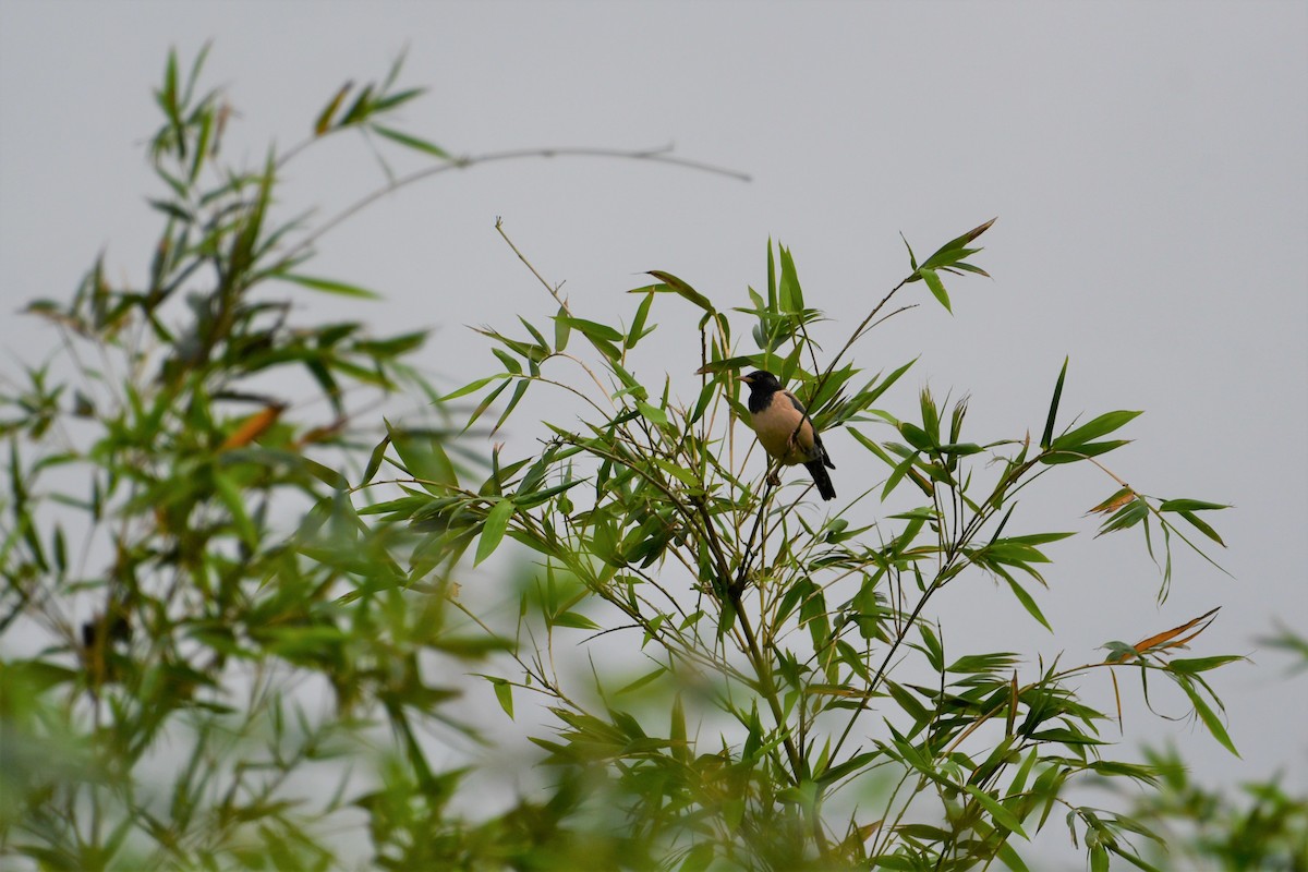 Rosy Starling - ML432439281