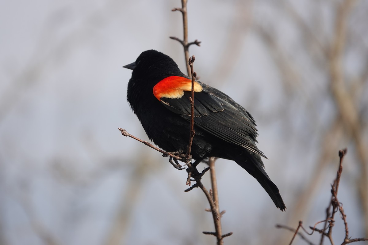 Red-winged Blackbird - ML432439361