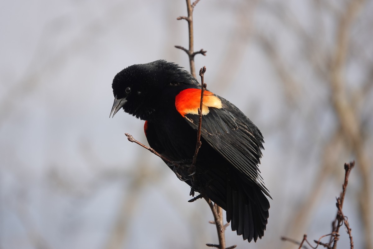 Red-winged Blackbird - ML432439381