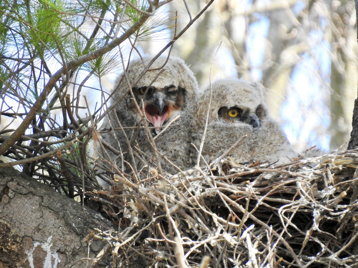 Great Horned Owl - ML432439661
