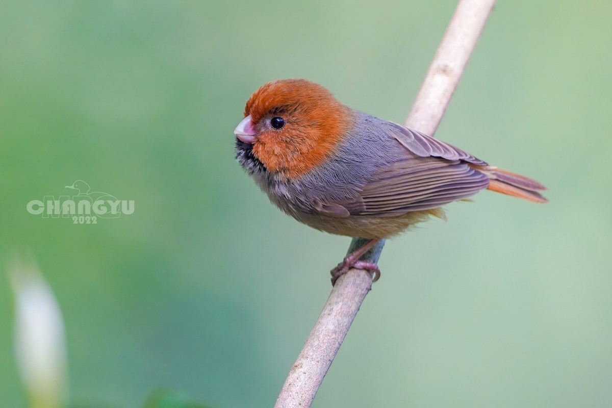 Short-tailed Parrotbill - 长御 MRQ