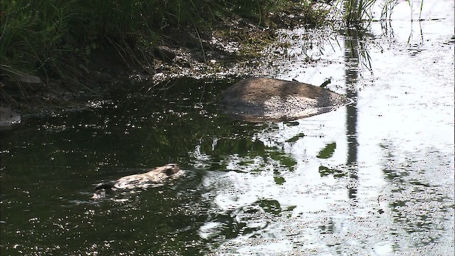 muskrat - ML432441