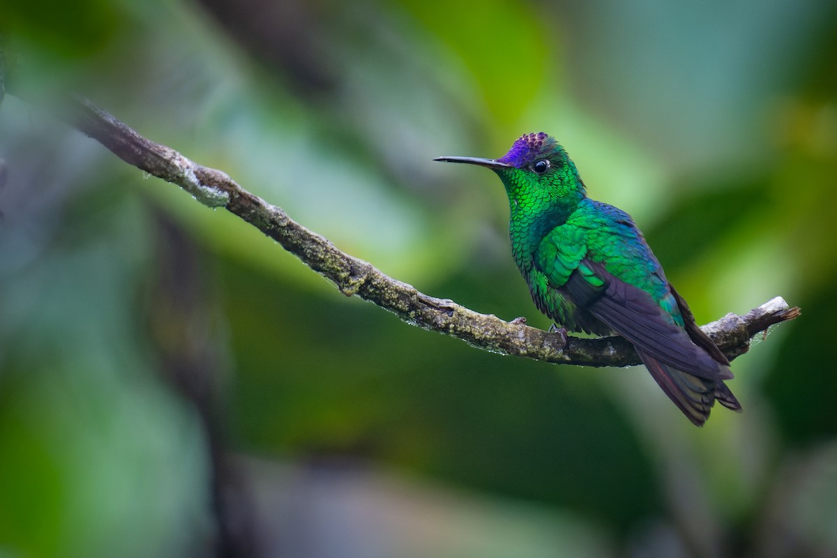 Violet-capped Hummingbird - Alexander Montero