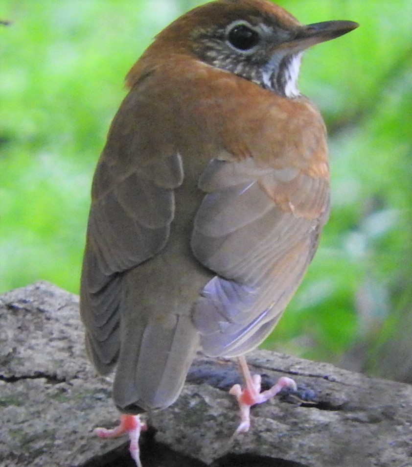 Wood Thrush - ML432443211